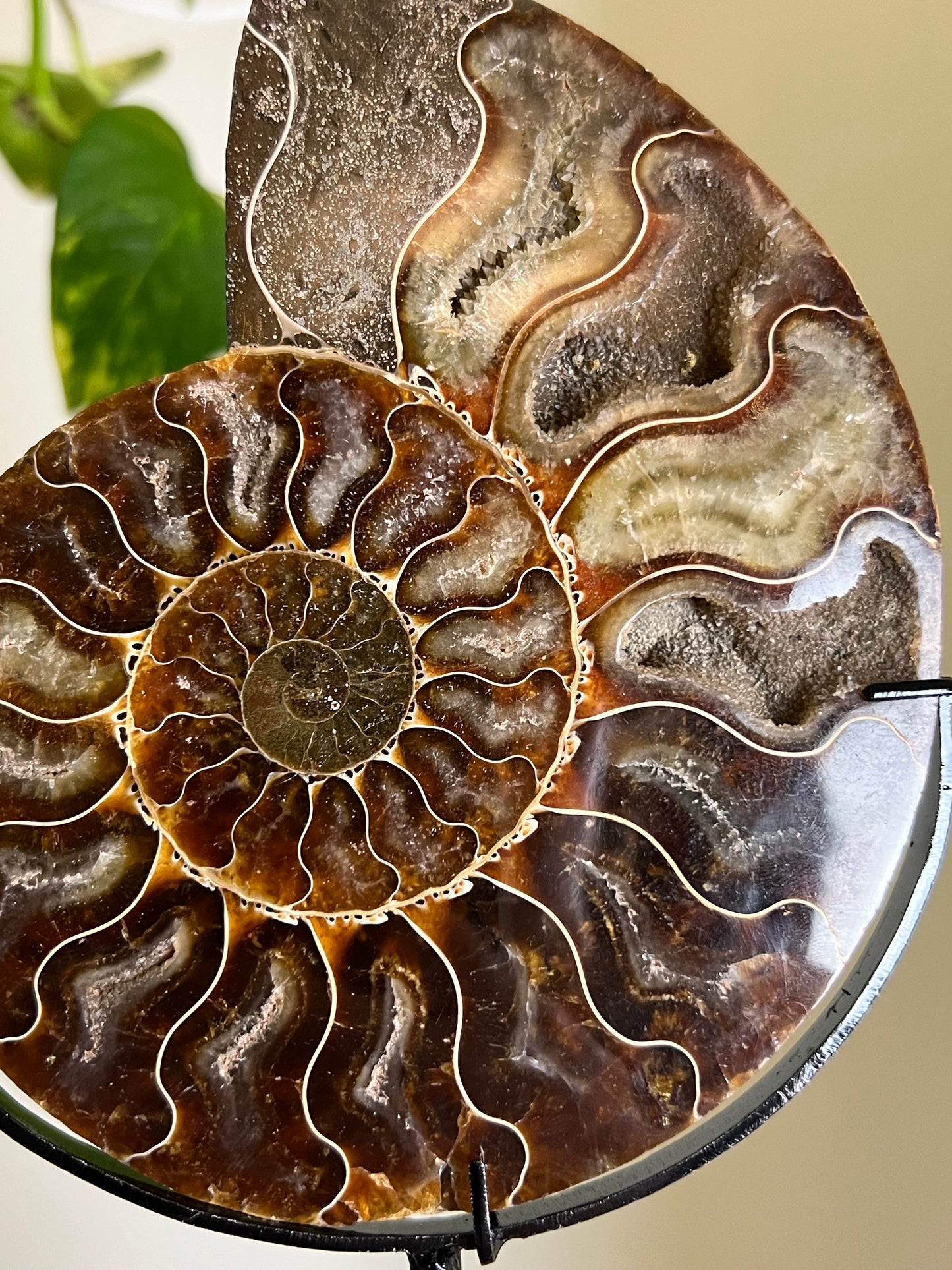Ammonite Druzy Fossil on Stand