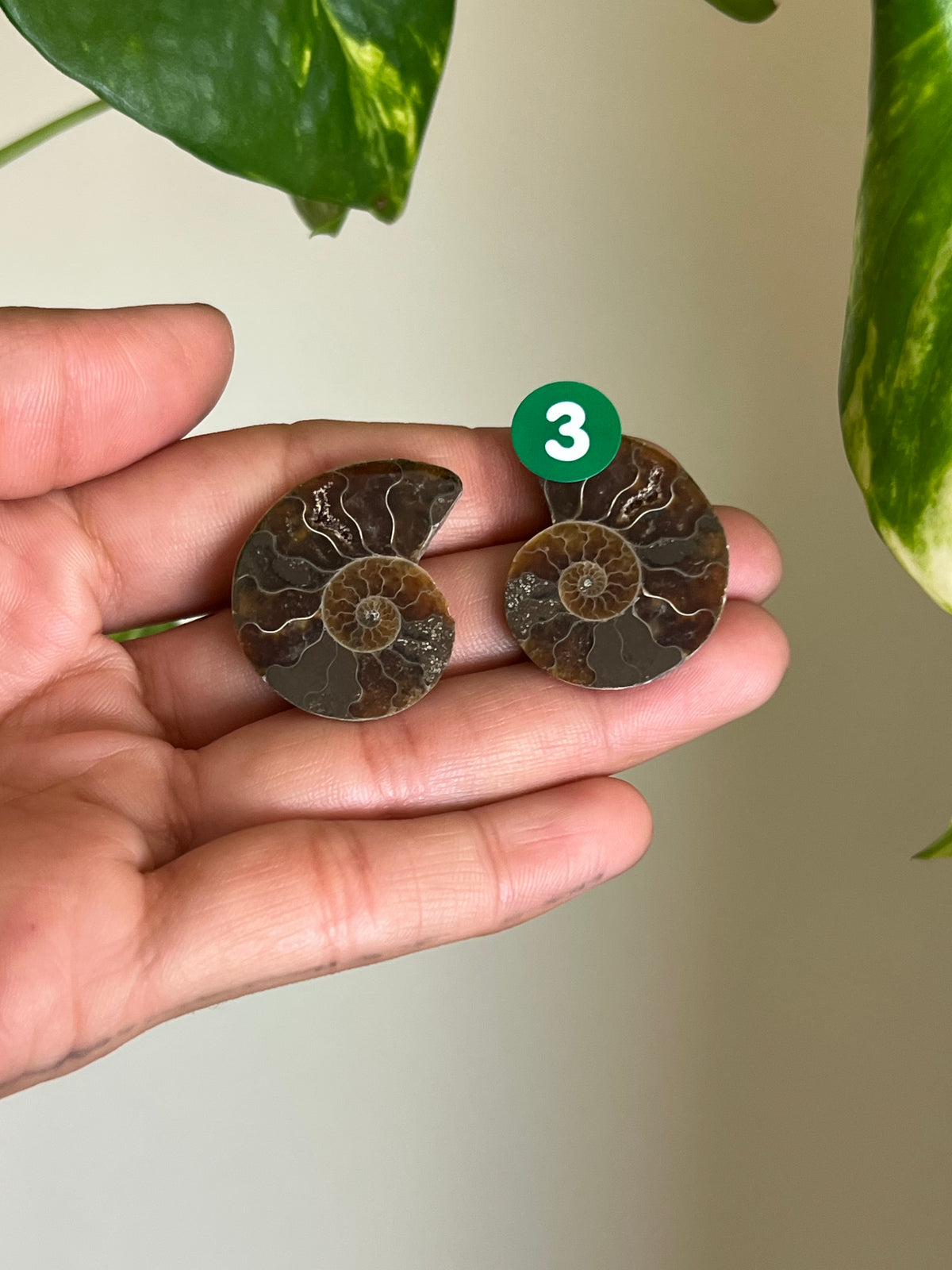Ammonite Fossil Matching Set - 3