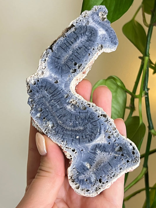 Blue Ridge Coral