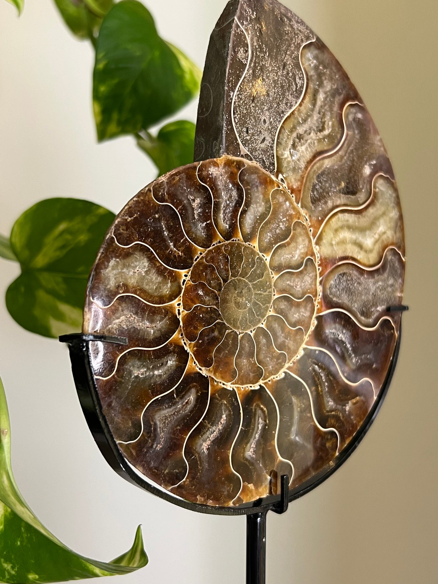 Ammonite Druzy Fossil on Stand