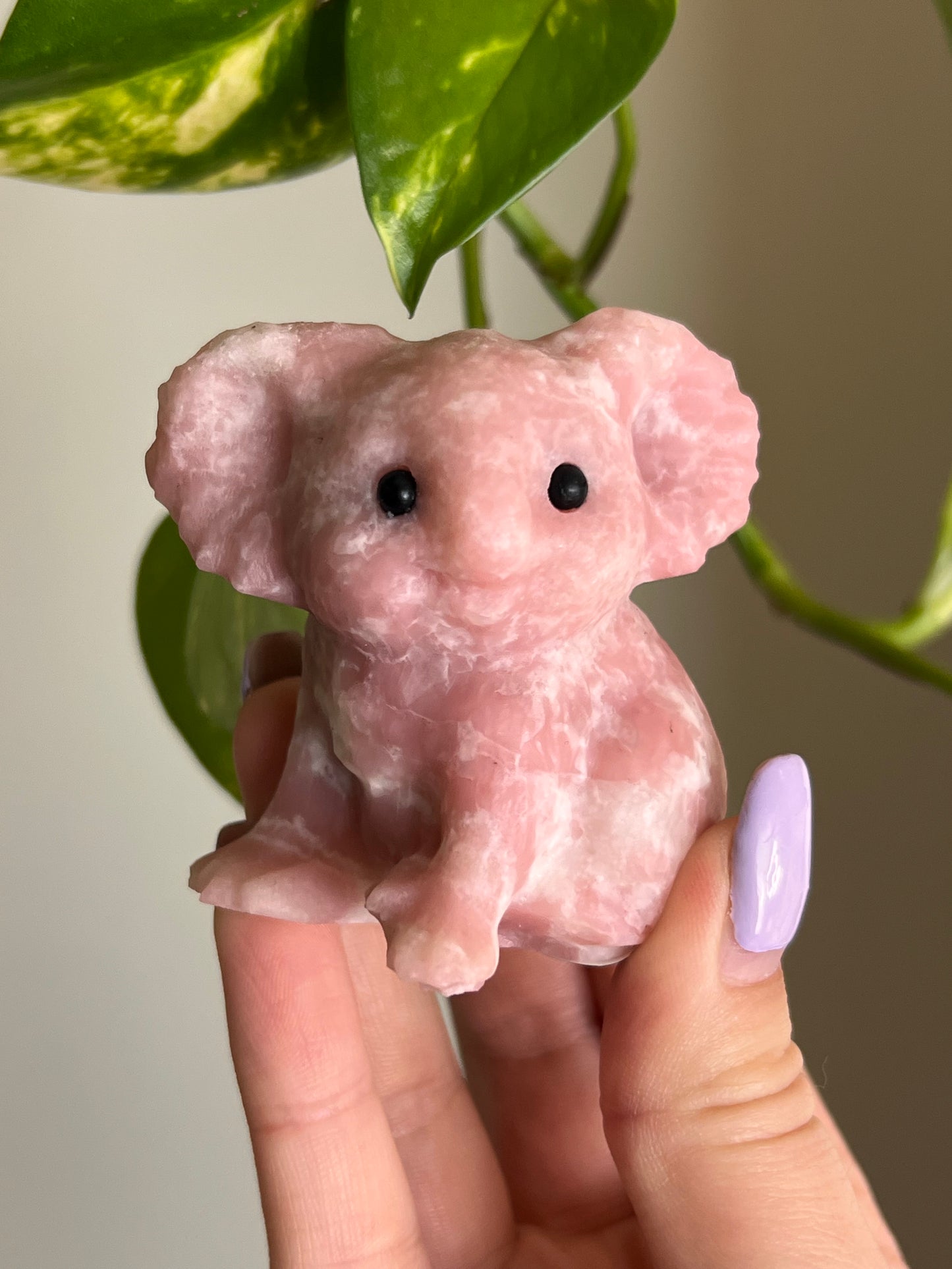 Pink Opal Koala - 1