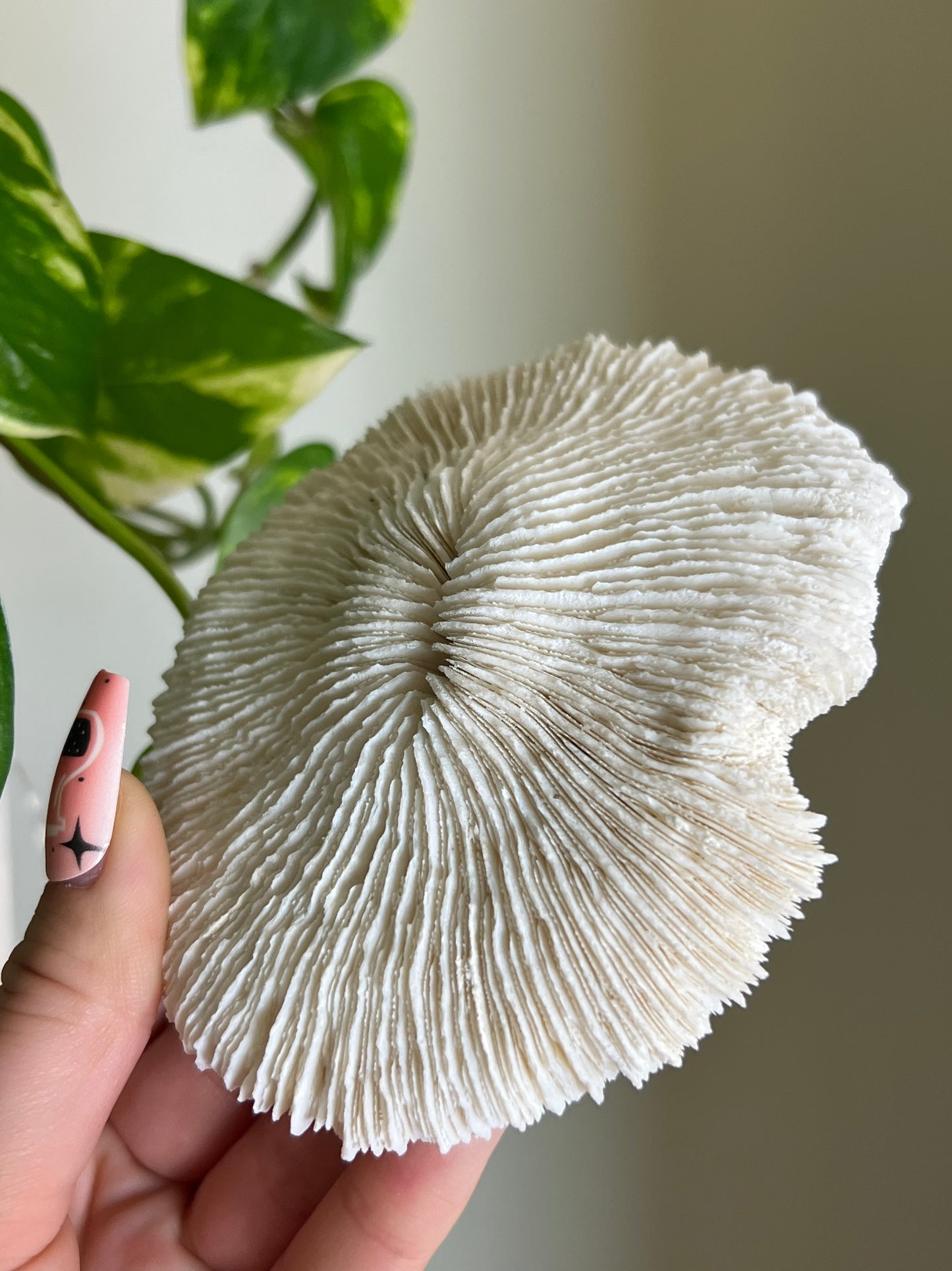 Mushroom Coral 🍄‍🟫🪸
