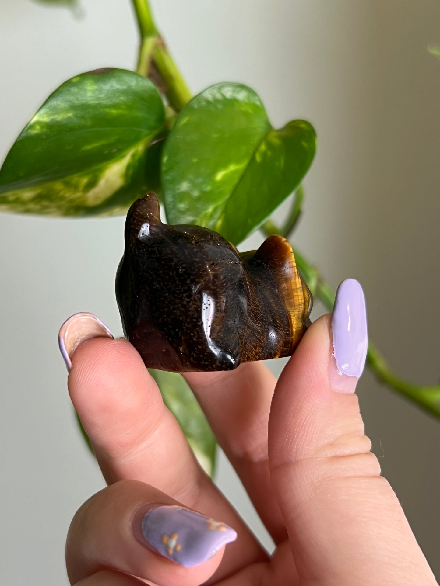 Tigers Eye Playful Cat