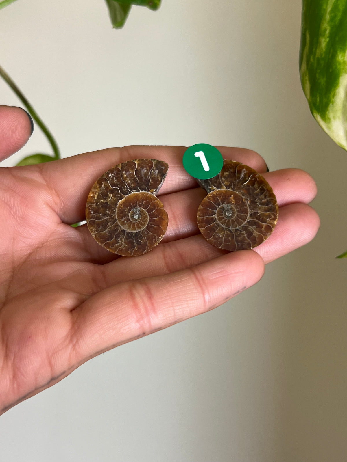 Ammonite Fossil Matching Set - 1