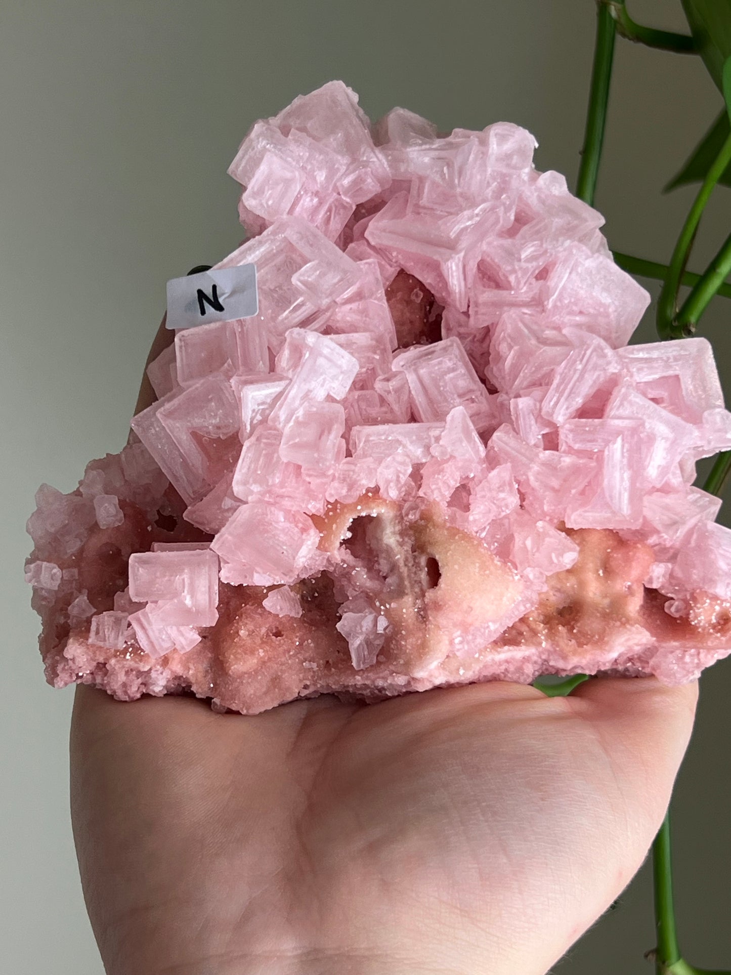 Pink Halite Specimen - XLarge - N