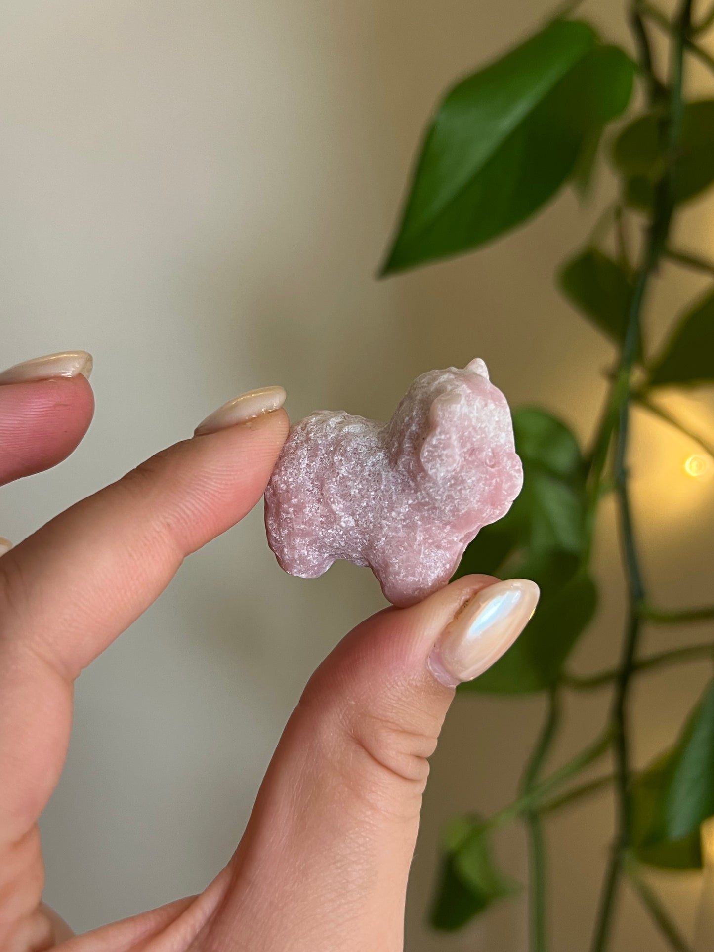 Pink Opal Highland Cow