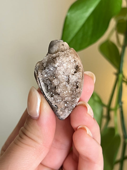 Fossilized Spiralite Quartz Shell - Medium