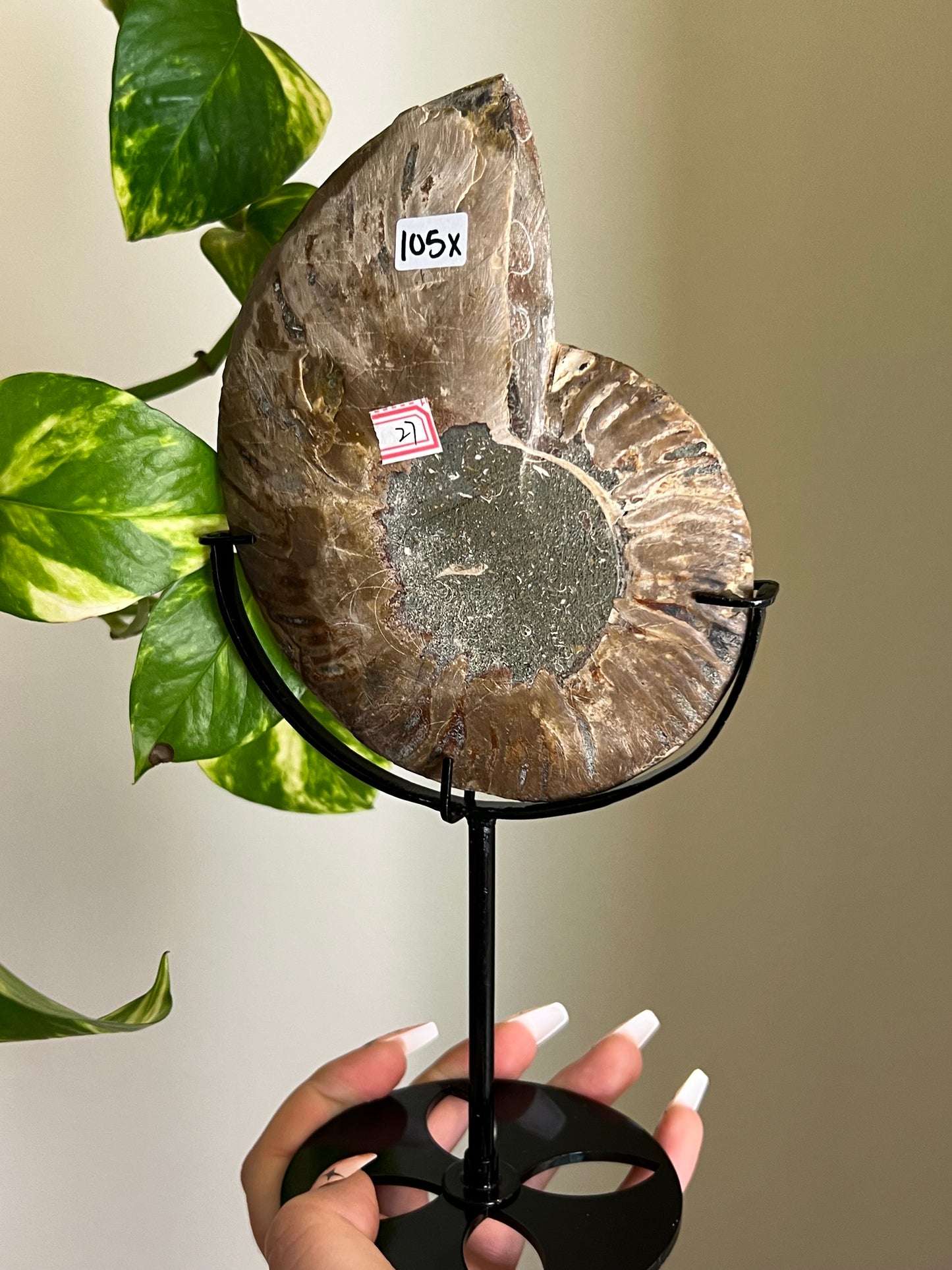 Ammonite Druzy Fossil on Stand