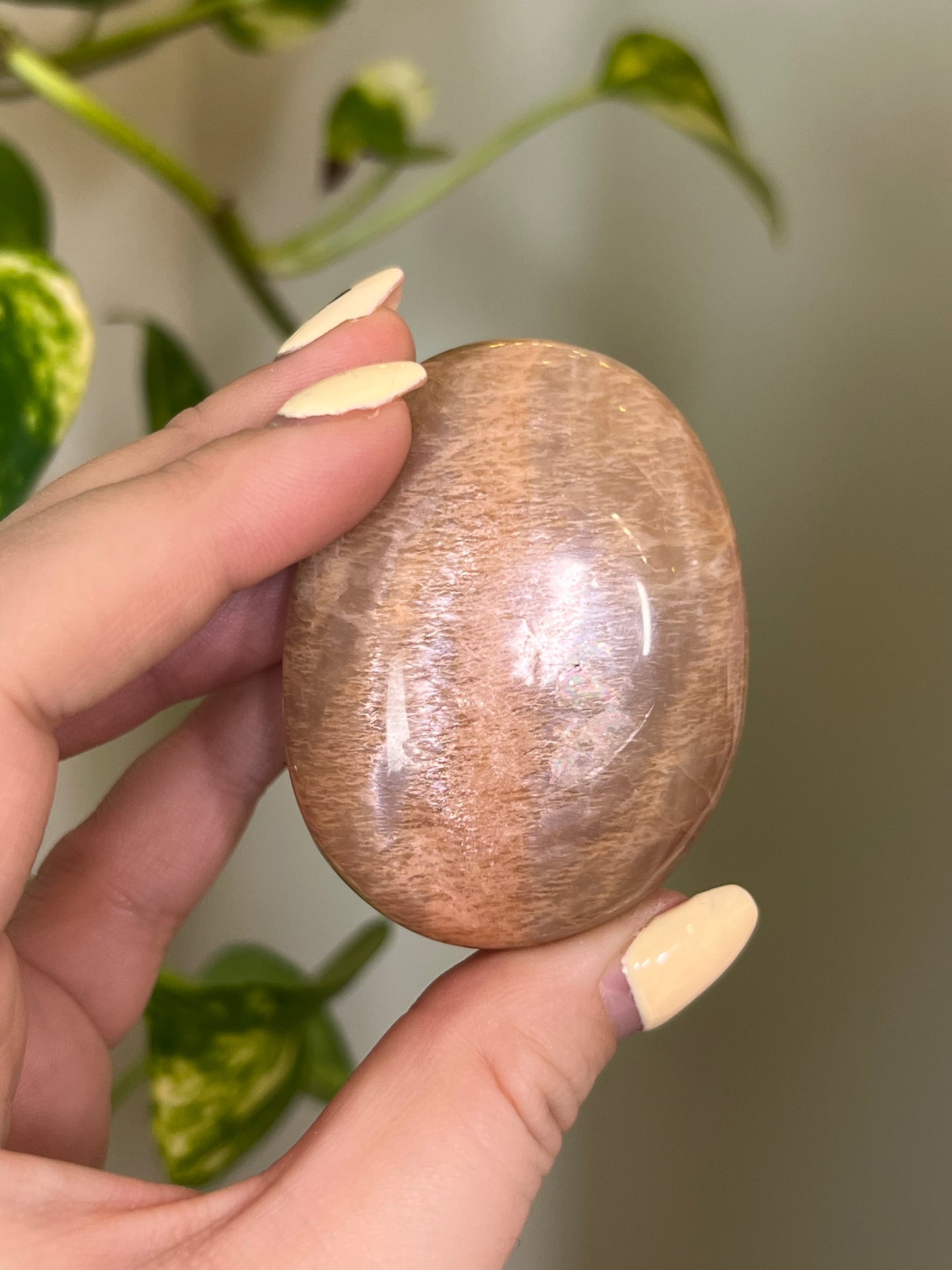 Flashy Apricot-Peach Moonstone Palm - H