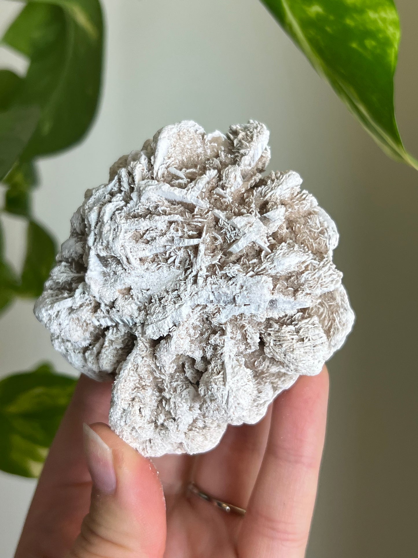 Desert Rose Selenite Cluster