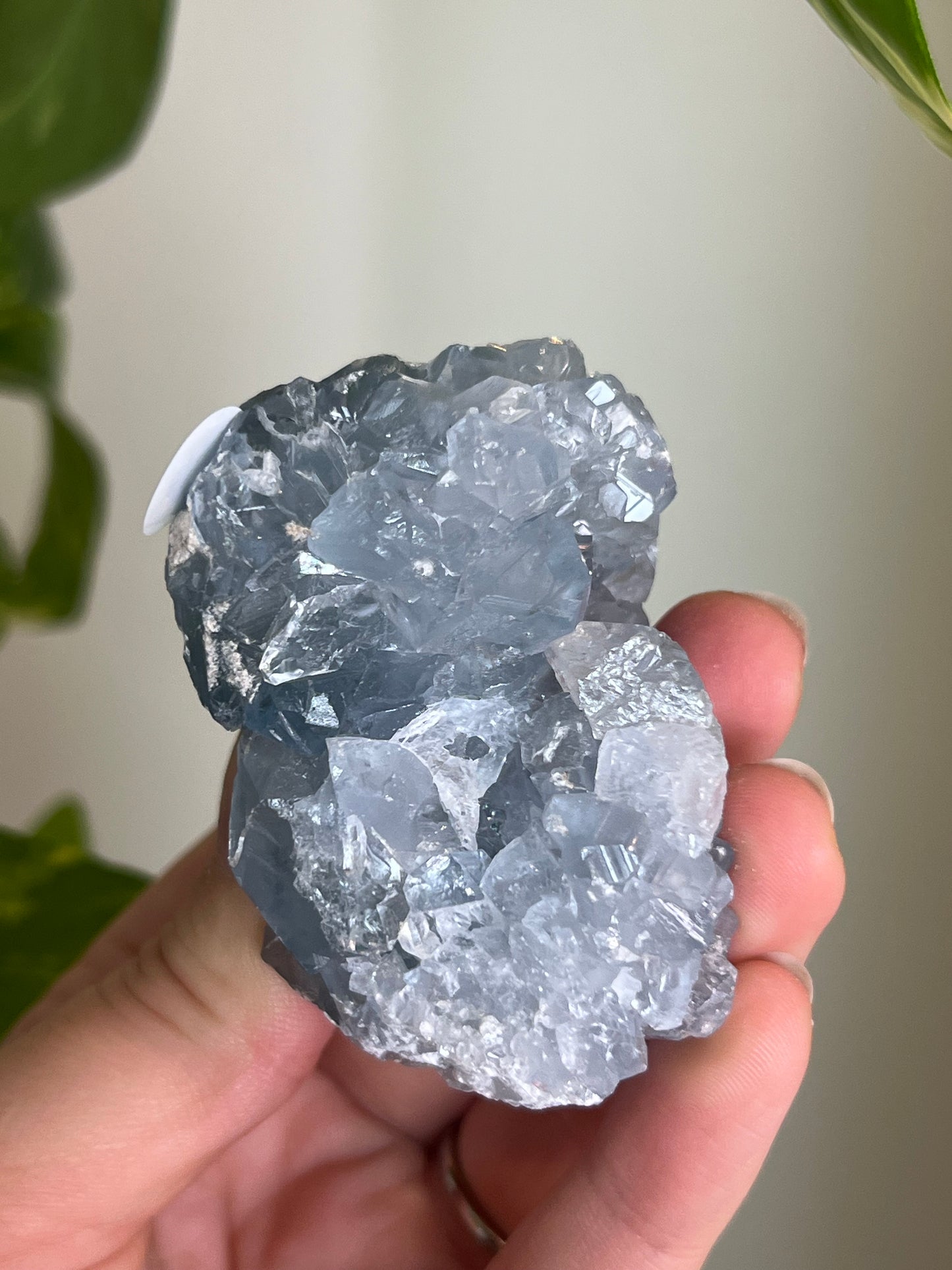 Celestite Cluster Small - Y