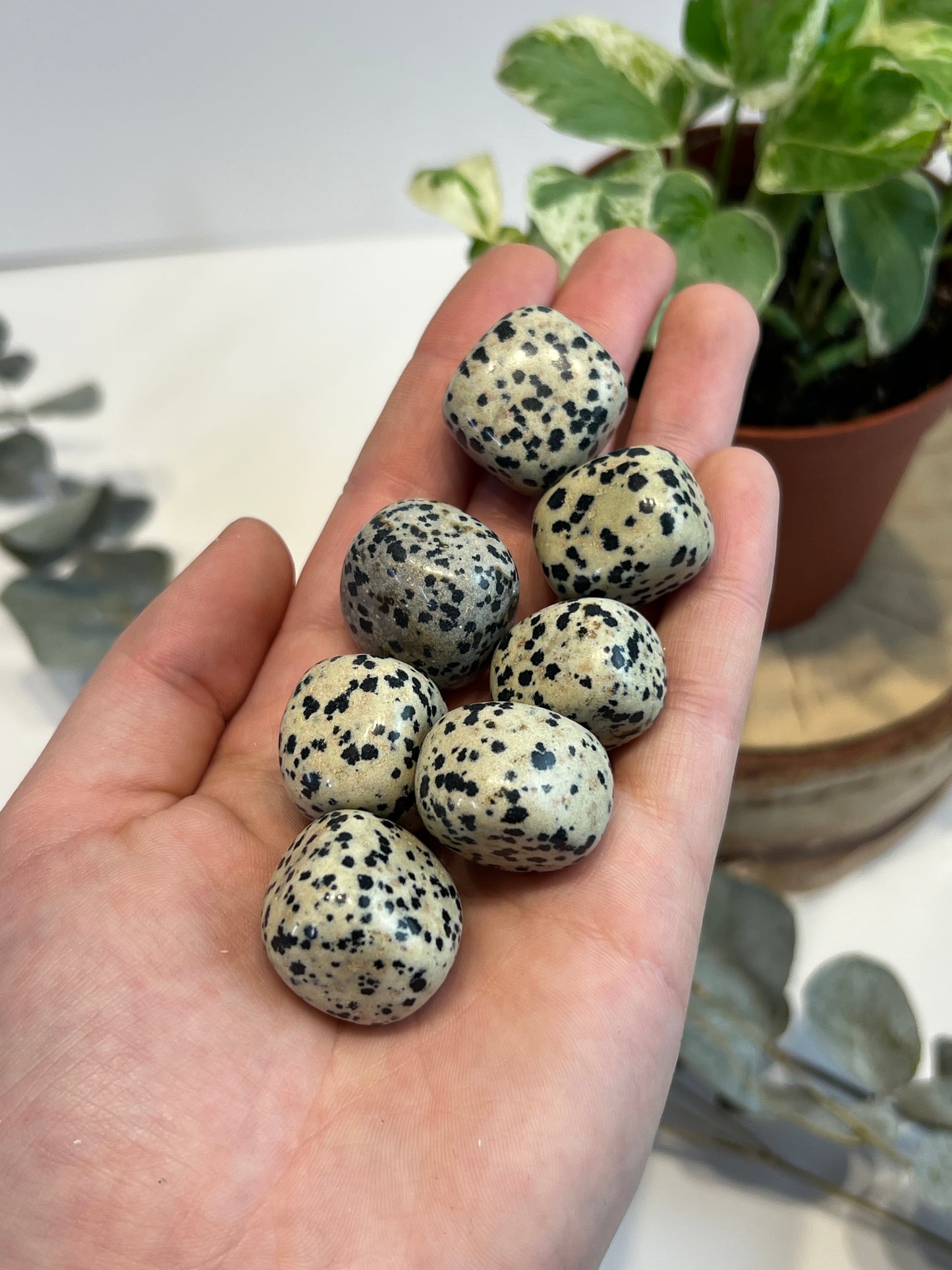 Dalmatian Jasper Tumbled