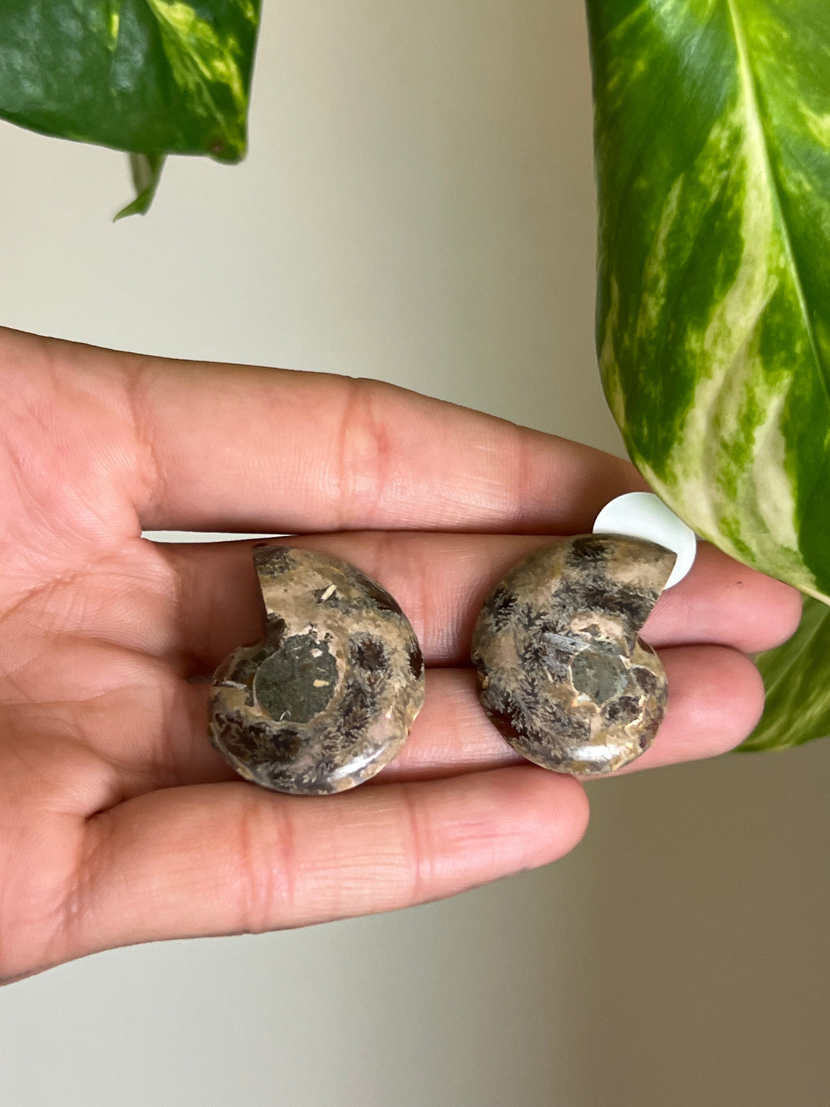 Ammonite Fossil Matching Set - 2