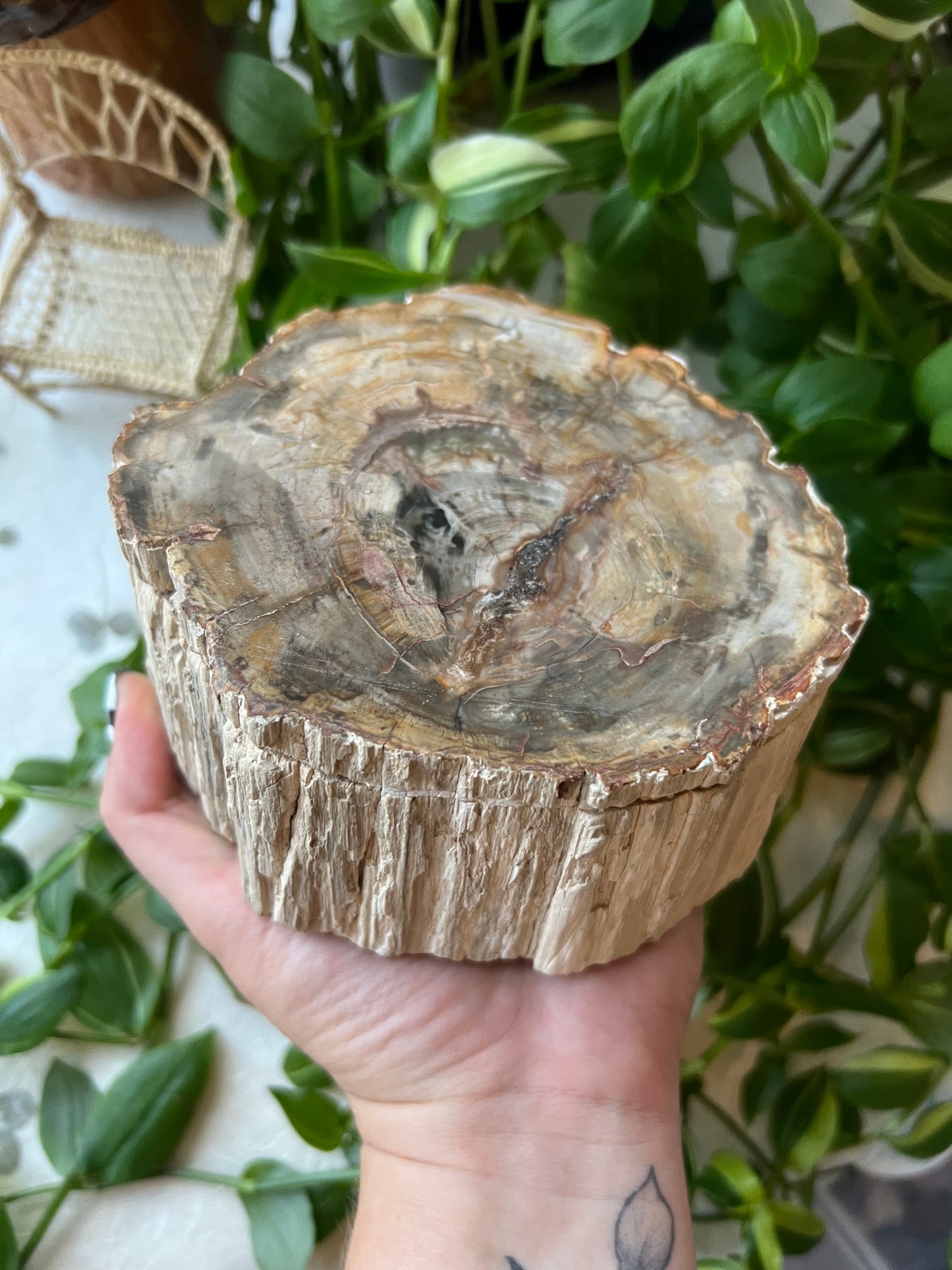 Petrified Wood XLarge