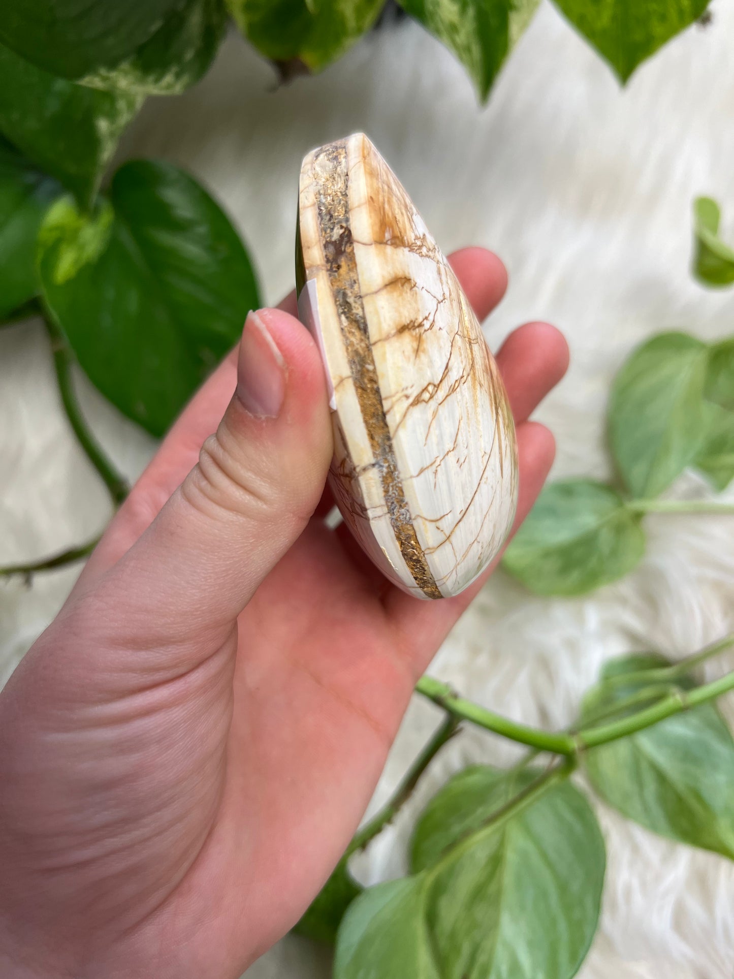 Fossilized Clam Shell